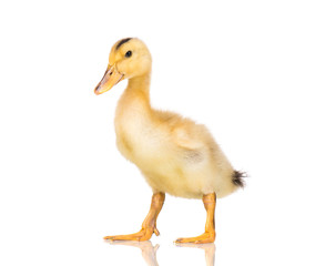 Cute little yellow newborn duckling isolated on white background. Newly hatched duckling on a chicken farm.