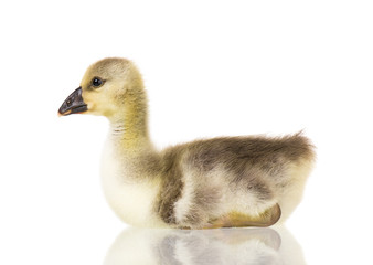 Cute little newborn fluffy gosling. One young goose isolated on a white background. Nice geese big bird.