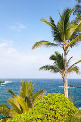 Fototapeta na wymiar Palm Trees By The Sea, Maui
