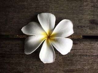 Fototapeta na wymiar White frangipani on wooden boardwalk background