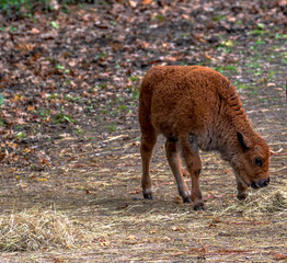 Fototapeta premium Earth Toned Fur on a Bison Calf Foraging