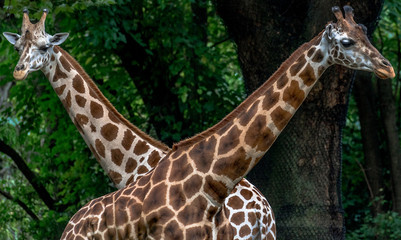 Iconic Spots on a Pair of Giraffes with their Necks Intertwined