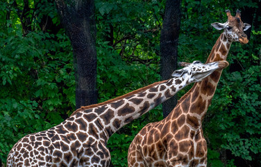 Iconic Spots on a Pair of Giraffes with their Necks Intertwined