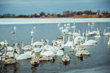 lot of swans on the lake