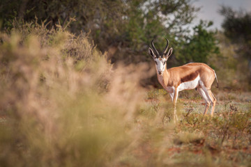 Fototapeta premium Mature Springbok ram looking straight at camera with copy space to the left.