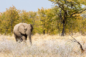 Fototapeta premium Elefant