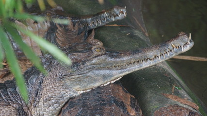 False Gharial in National Zoo of Malaysia