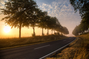 Fototapeta premium Straße mit Baumreihe 