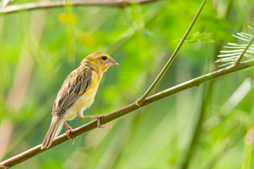 Asian golden weaver