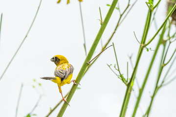 Asian golden weaver