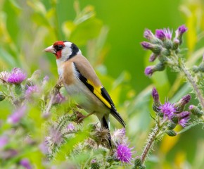 Goldfinch