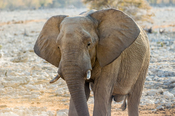 Fototapeta na wymiar Elefantenbulle