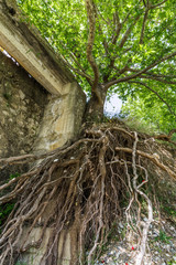 Tree with aerial roots on a steep slope