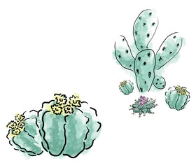 Cactus Landscape