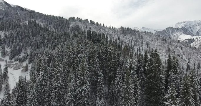 Winter snowy white mountains. Fir, pine, nature, trees. Aerial view, drone flight. 