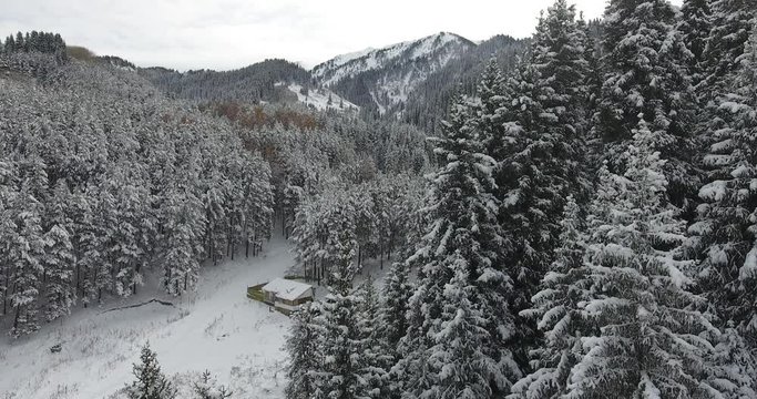 Winter snowy white mountains. Fir, pine, nature, trees. Aerial view, drone flight. 