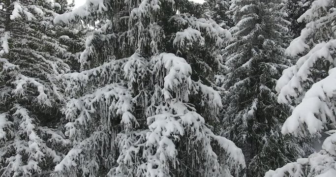 Winter snowy white mountains. Fir, pine, nature, trees. Aerial view, drone flight. 