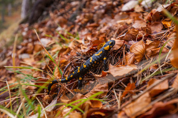 Feuersalamander im Herbstlaub in der Natur. Fire Salamander at the autumn foliage in nature close-up.