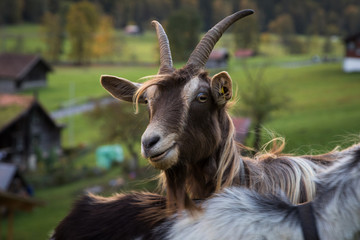 BROWN GOAT IN SWITZELAND