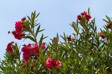Nerium oleander, flowering bush of pink oleander