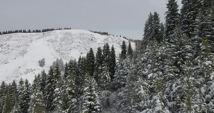 Winter snowy white mountains. Fir, pine, nature, trees. Aerial view, drone flight. 