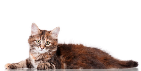 Cute little kitten lies, isolated on white background