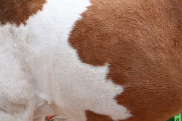 braun wei&szlig;es Fell eines Pferdes