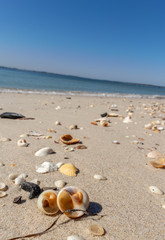 Fototapeta na wymiar way to the sea by sea shells. Caminho para o mar feito por conchas do mar