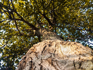 yellow tree