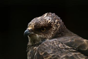 Portrait of the European honey buzzard, Pernis apivorus on black background
