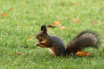 The red squirrel, Eurasian red squirrel (Sciurus vulgaris)