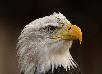 Naklejka premium The bald eagle (Haliaeetus leucocephalus)