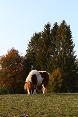 Braun weißes Pferd auf der Koppel beim Grasen