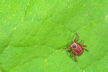 Parasite mite sitting on a green leaf. Danger of tick bite. 
