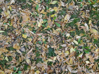 Leaves on Autumn - Fall foliage in the Grass
