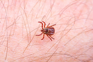 Mite on the skin. Danger of tick bite.