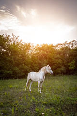 Obraz premium White horse in the meadow against the evening sun.