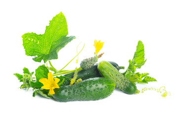 cucumber with leaf and flower natural vegetables organic food isolated on white background