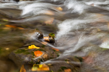 River in Strandja mountain, Bulgaria