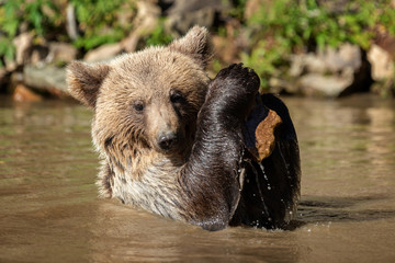 Naklejka premium Bear (Ursus arctos) in lake