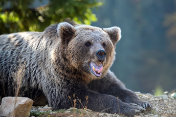 Bear (Ursus arctos) in autumn forest