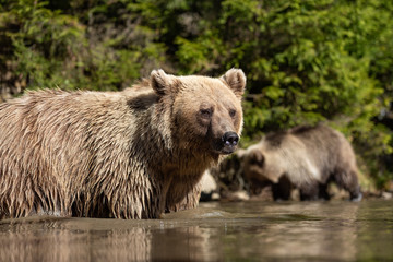 Bear (Ursus arctos) in lake