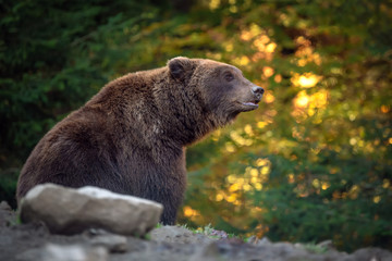 Obraz premium Bear (Ursus arctos) in autumn forest
