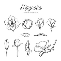 Fototapeta premium Zestaw kwiatów magnolii. Wektor ręcznie rysowane botaniczny 3