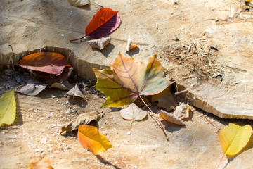 colorful autumn leaves fallen on a wooden surface