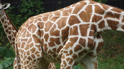 Giraffe in National Zoo of Malaysia
