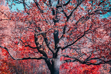 Fantasy old oak with red foliage in an autumn park.