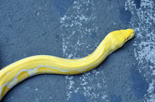 Albino Phyton Snake