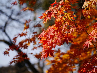 紅葉