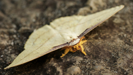 Big Moth - 2